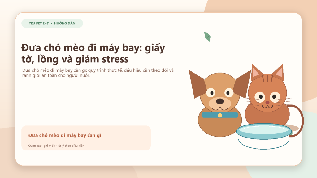Ảnh đại diện: Đưa chó mèo đi máy bay: giấy tờ, lồng và giảm stress