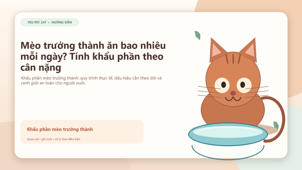 Ảnh đại diện: Mèo trưởng thành ăn bao nhiêu mỗi ngày? Tính khẩu phần theo cân nặng